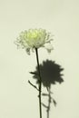 White chrysanthemums, aster flower shadow on gray wall vertical background. Minimalist still life