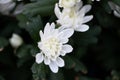 White chrysanthemums, on black background Royalty Free Stock Photo