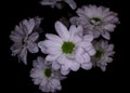 White chrysanthemums on a black background Royalty Free Stock Photo