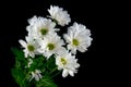 White chrysanthemums on a black background. Bouquet of daisies on a black background. Close-up. Studio shot Royalty Free Stock Photo