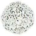 White chrysanthemums bunch chrysanth flowers ball large isolated