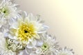 White chrysanthemums and butterfly Royalty Free Stock Photo