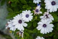 White chrysanthemums closeup