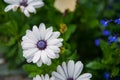 White chrysanthemums closeup