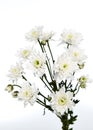 white chrysanthemums closeup Royalty Free Stock Photo