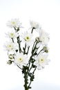 white chrysanthemums closeup Royalty Free Stock Photo