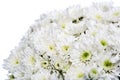 white chrysanthemums closeup Royalty Free Stock Photo