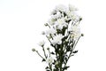 white chrysanthemums closeup Royalty Free Stock Photo