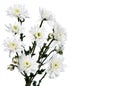 white chrysanthemums closeup Royalty Free Stock Photo