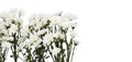 White chrysanthemums closeup Royalty Free Stock Photo