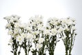 White chrysanthemums closeup Royalty Free Stock Photo