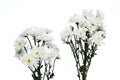 White chrysanthemums closeup Royalty Free Stock Photo