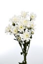 White chrysanthemums closeup Royalty Free Stock Photo