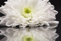 White chrysanthemums with details and reflexions