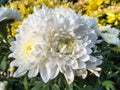 White chrysanthemums