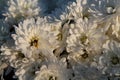 White chrysanthemums in the garden. White flowers background image, close up Royalty Free Stock Photo