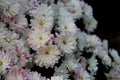 White chrysanthemums in the garden. White flowers background image, close up Royalty Free Stock Photo