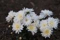 White chrysanthemums in the garden. White flowers background image, close up Royalty Free Stock Photo