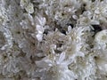 White chrysanthemums generally symbolize joy and loyalty. Royalty Free Stock Photo