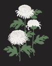 White chrysanthemums with green leaves on a black background Royalty Free Stock Photo