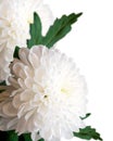 White chrysanthemums.