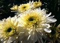 White chrysanthemums the last autumn flowers