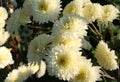 White chrysanthemums