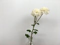 White chrysanths flower is blooming inside transparent bottle with water. Royalty Free Stock Photo