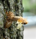 Cicada Nymph Arching Out of Skin During Molting Royalty Free Stock Photo