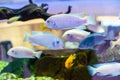 White cichlids fish. Home aquarium with exotic fish