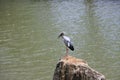 A white Ciconiiformes is standing on a rock by the water Royalty Free Stock Photo