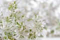 White Cilantro Flowers Close-Up