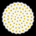 White circle frame shaped daisy flower