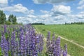 White cirrus clouds on blue daylight sky above farm field and lupine flowers