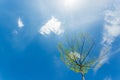 White cirrus clouds in the blue sky