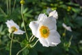 White Cistus salviifolius