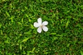 White citrus flower on green grass