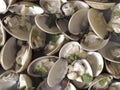 White clams in white wine sauce Royalty Free Stock Photo