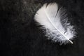 White clean delicate bird feather on black concrete stone background, contrast, purity, equilibrium Royalty Free Stock Photo