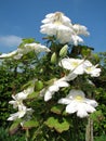 White Clematis