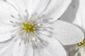 White Clematis Avalanche flower close up image. Beautiful spring flower