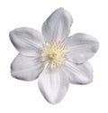 White clematis