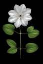 White Clematis on Black Royalty Free Stock Photo