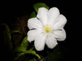 White clematis on a dark background