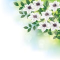 White clematis flower background illustration