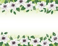 White clematis flower background illustration