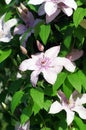 white clematis flower