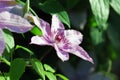 White clematis flower