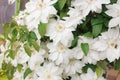 White Clematis flowers, close up photo