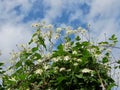 White clematis flowers Royalty Free Stock Photo